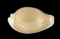 藏品(初雪寶螺)的圖片